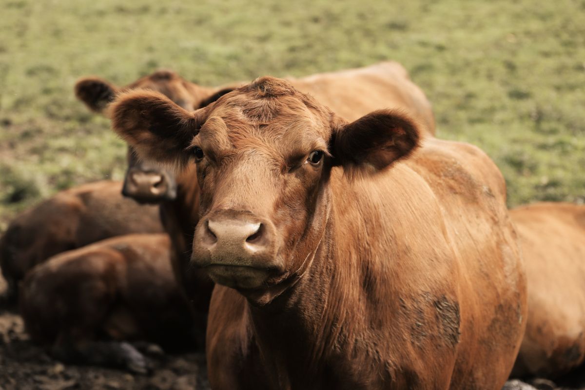 99 Livestock Trucking cattle hauling