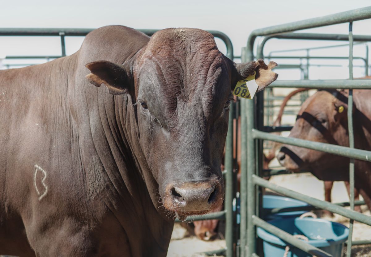 Huettlin Transport livestock transportation