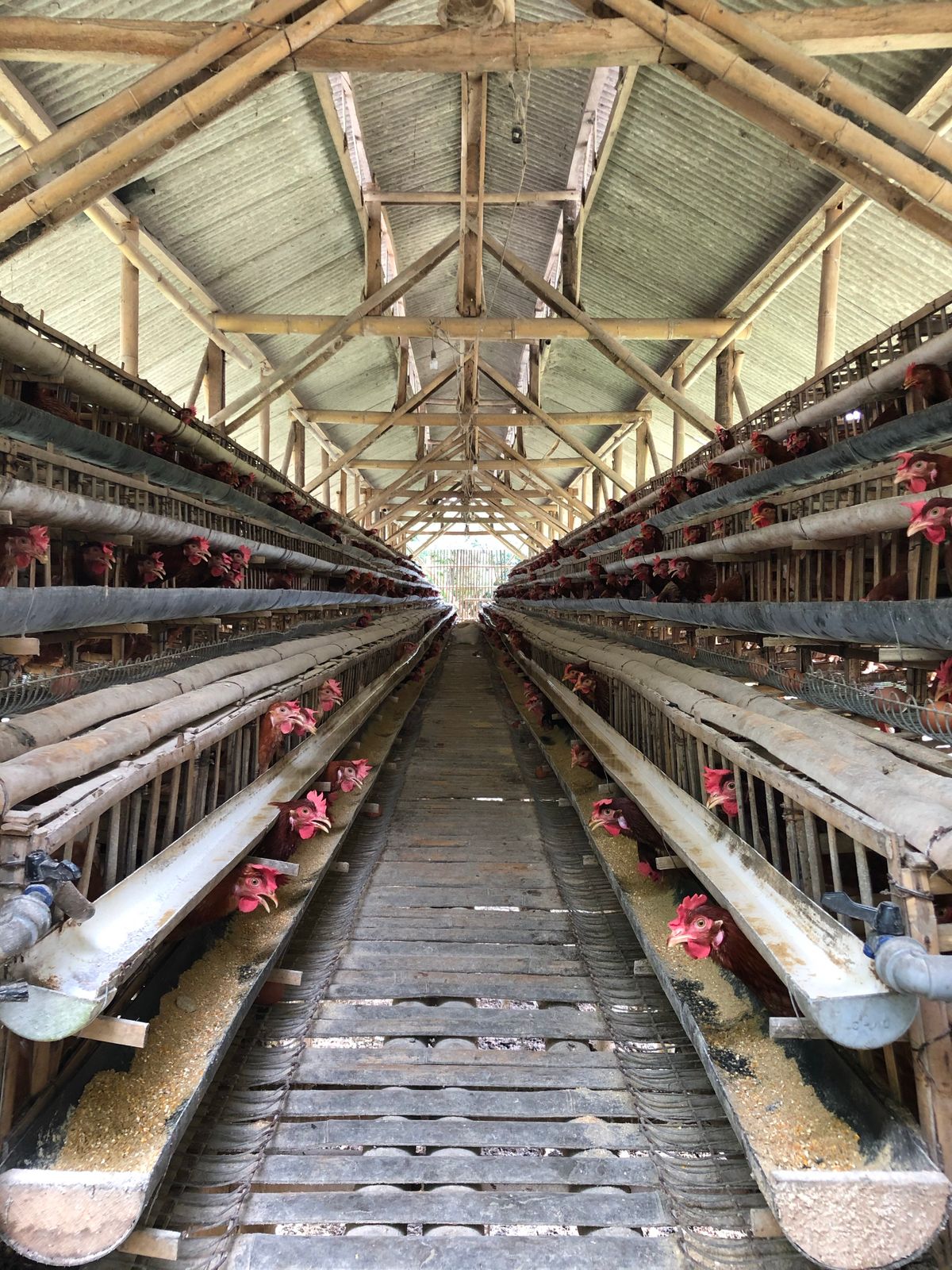 Parkland Colony poultry and egg production