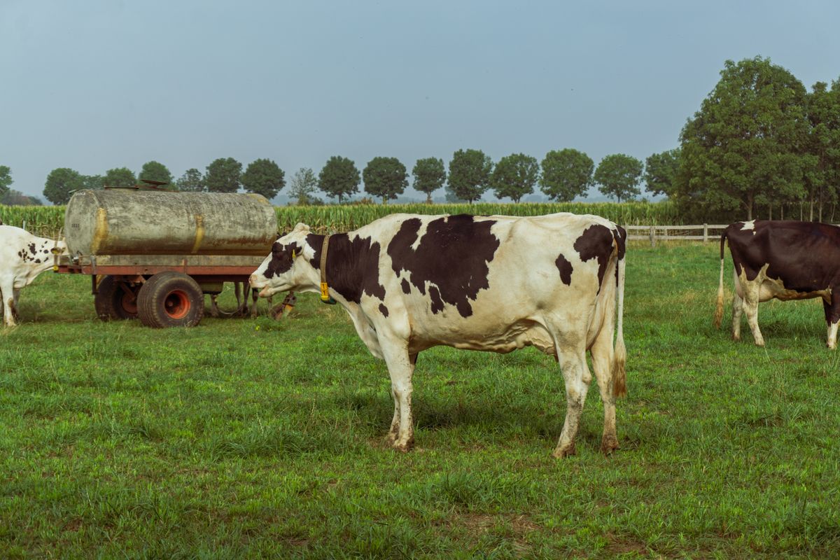 Cattle standing in a field