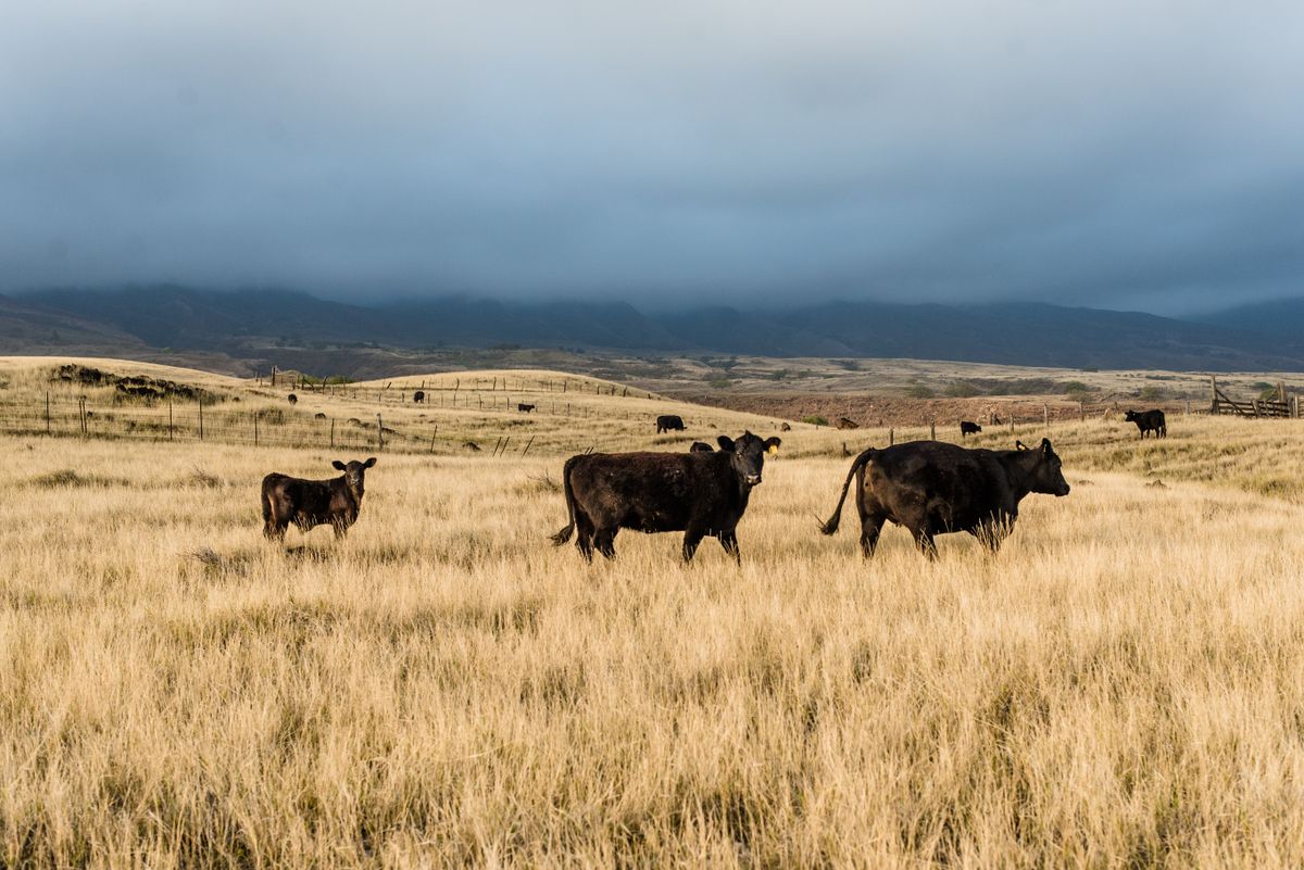 Cattle grazing on the prairies