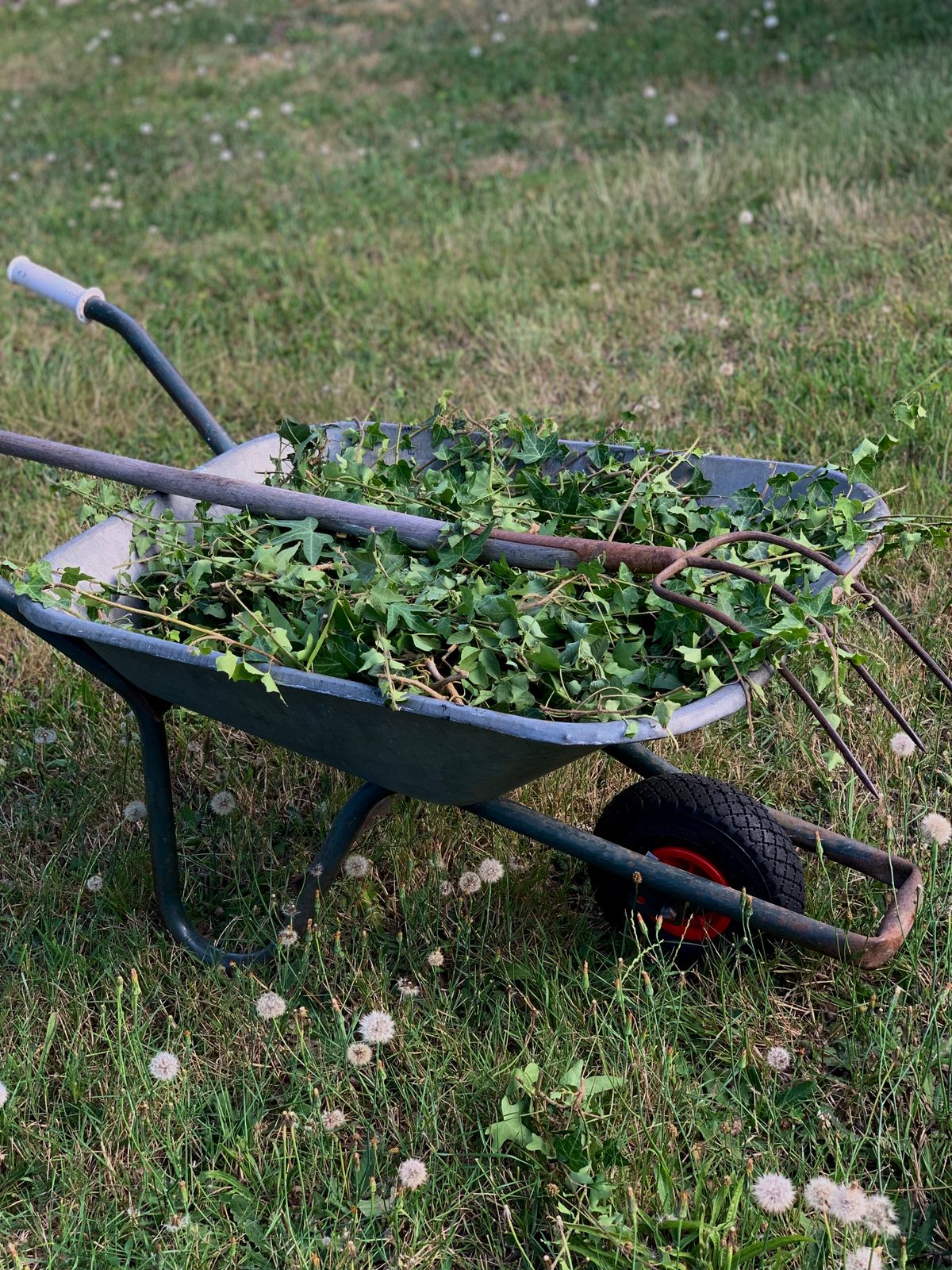 Garden cleanup with wheelbarrow and leaves