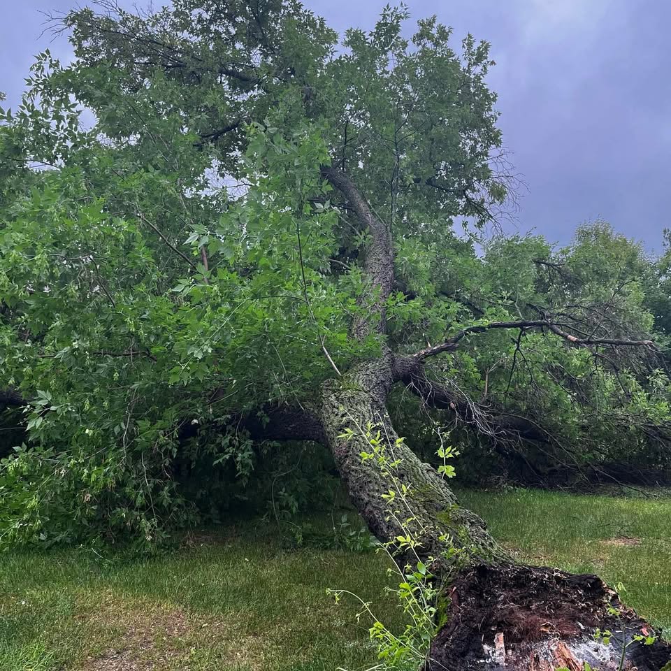 Storm-fallen uprooted tree