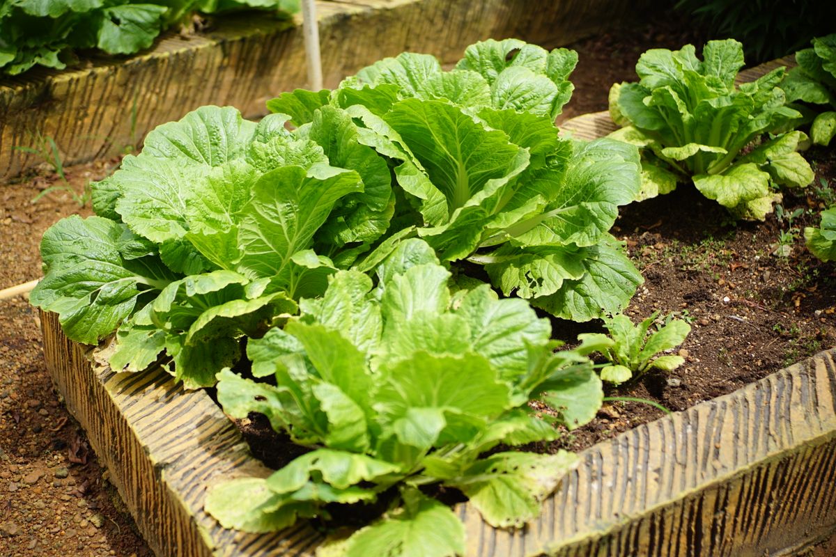 New Pine Colony fresh vegetables from the colony farm