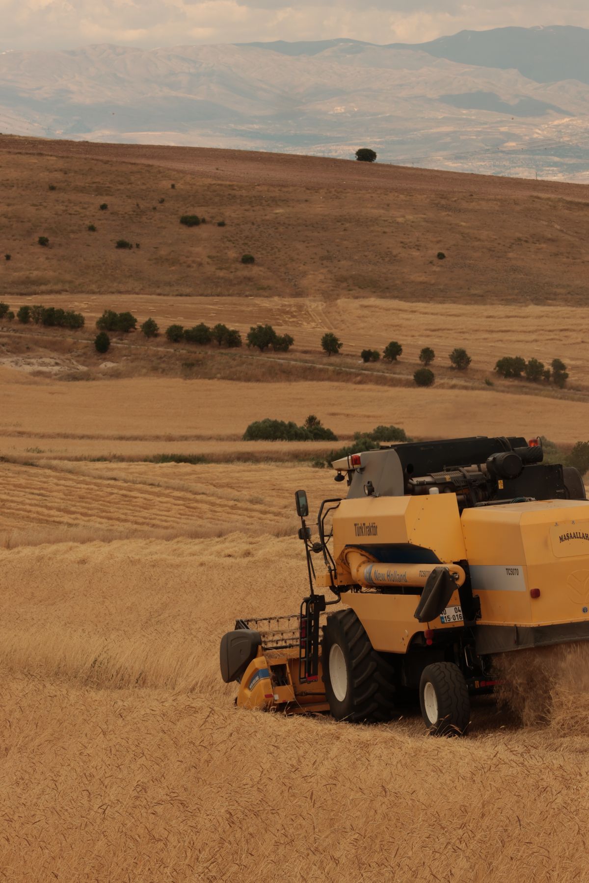 Combine harvesting grain on the Saskatchewan prairies
