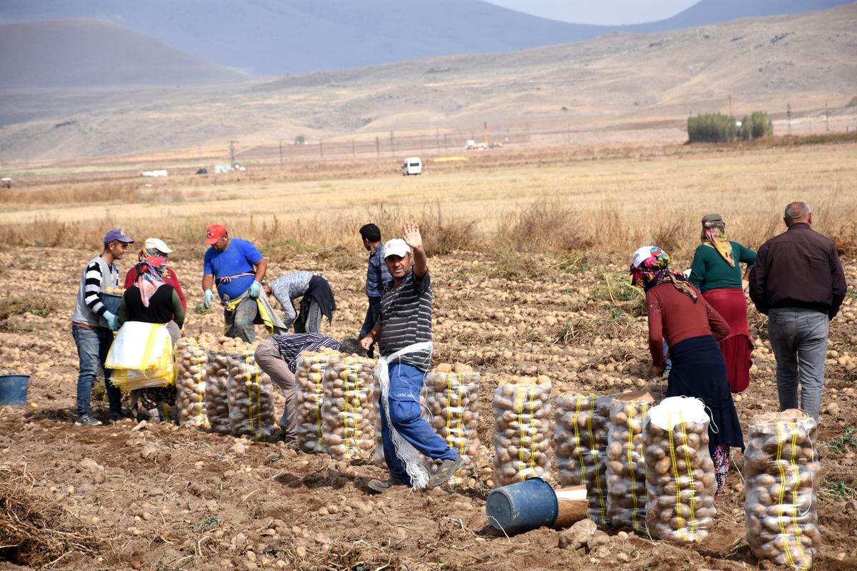 Potato harvest on a Manitoba farm