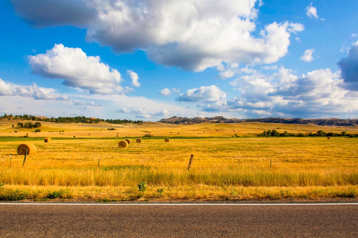 Hay bales in a field