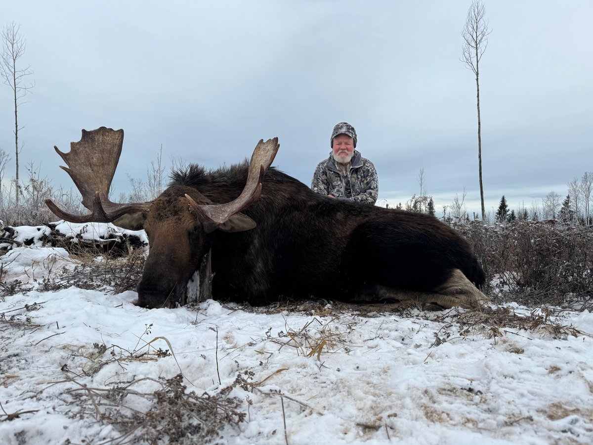Bull moose harvested near Grimshaw