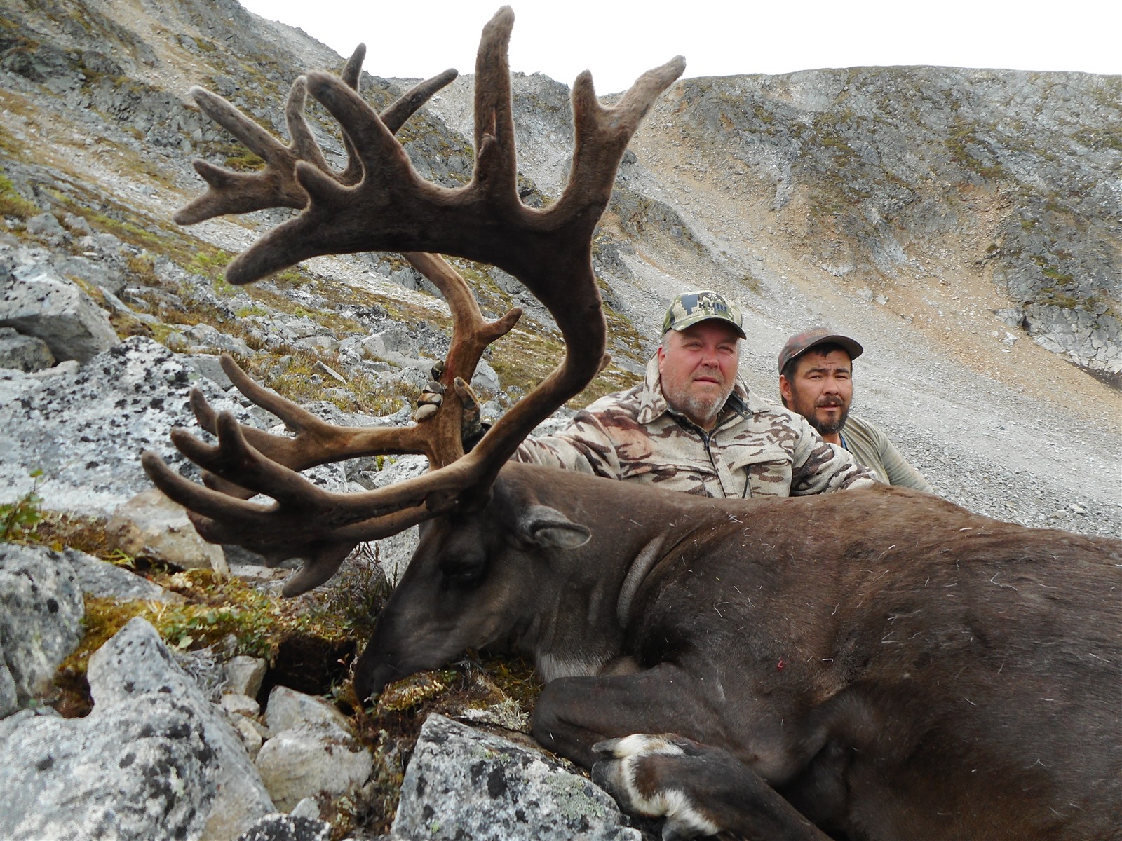 Hunters with a mountain caribou