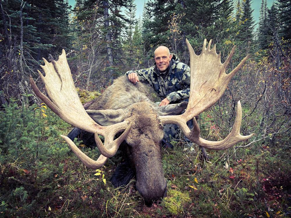 Hunter with a bull moose