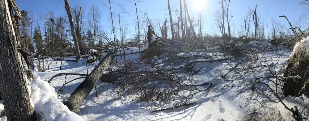 Storm-damaged wooded lot before clearing