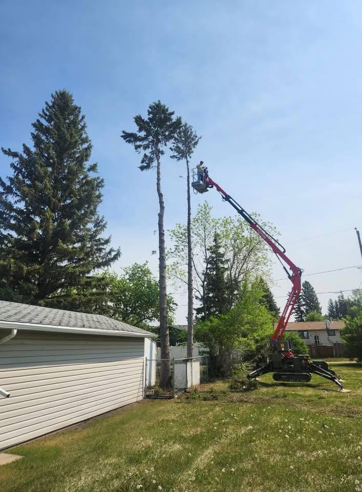 Spider lift trimming tall spruces