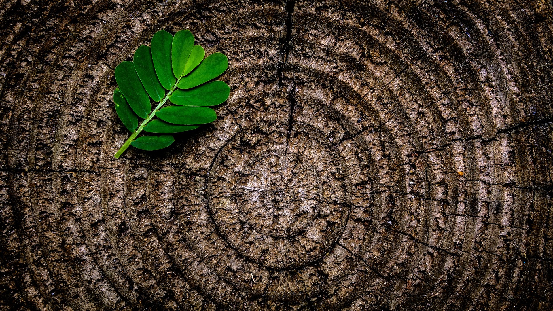 R. Osmond Tree Services Ltd.