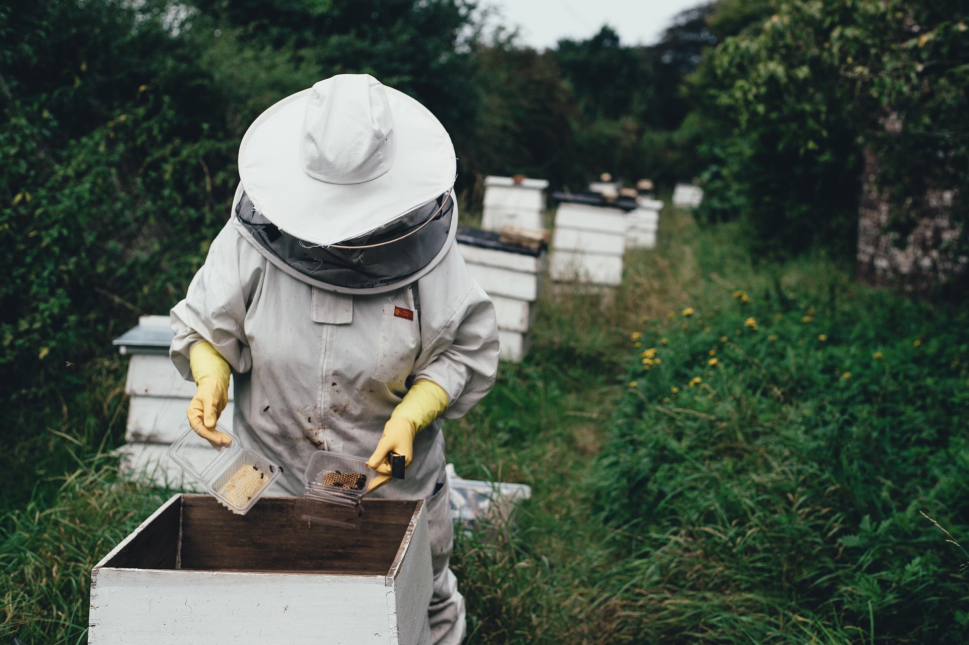 St. Joseph's Honey - Farming & Agricultural Services, Saskatchewan