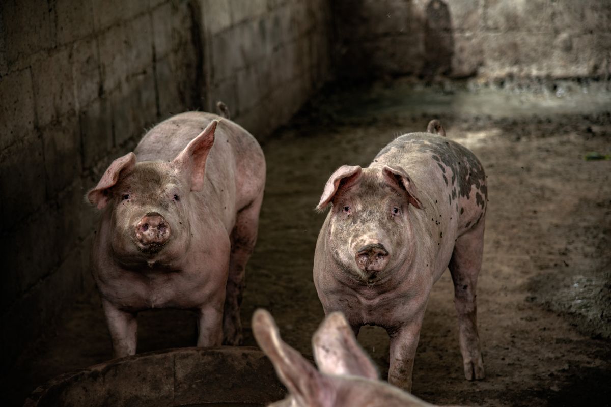 Pigs in a farm barn