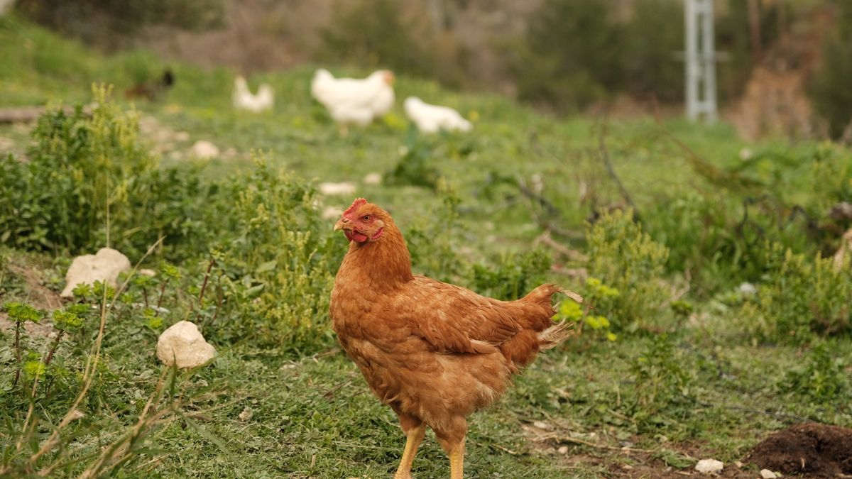 Free-range hens on a prairie farm