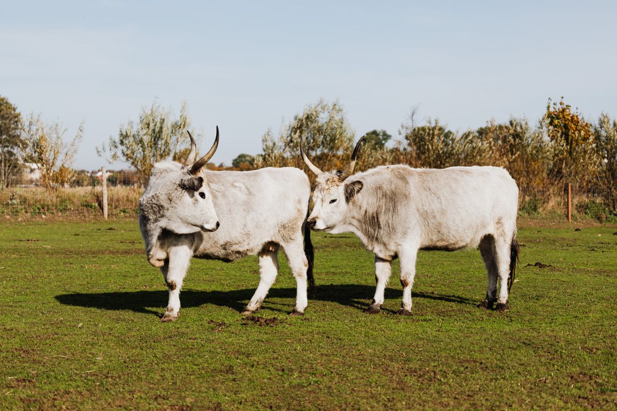GC Livestock Hauling - Trucking in Peterborough, Ontario