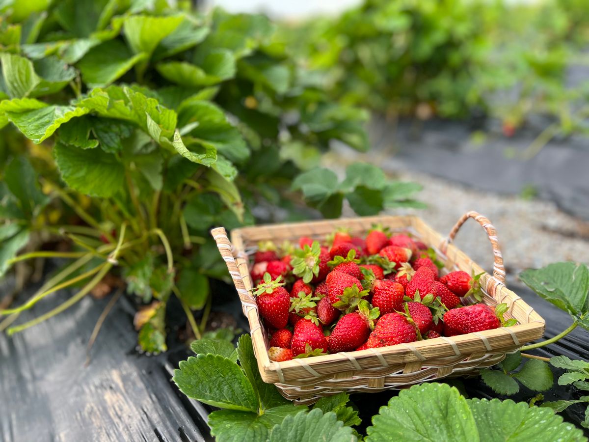 Fresh berries in a basket