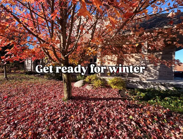Leaf-covered lawn under a red maple before fall cleanup
