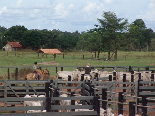 Rosebank Farming Co. Ltd
